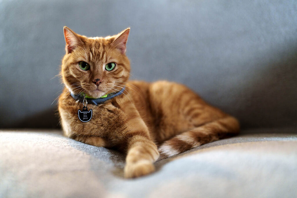 Toby copy Biography